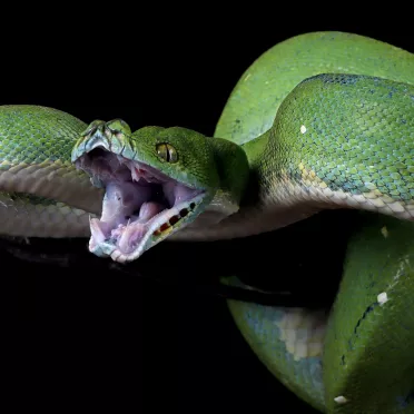 Sennik wąż - znaczenie snu o wężu?