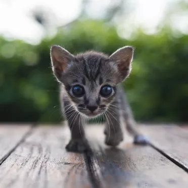 Sennik kot - co oznacza sen o małym kocie?
